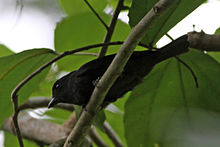 Jamaican Becard (Pachyramphus niger) (8082132988).jpg