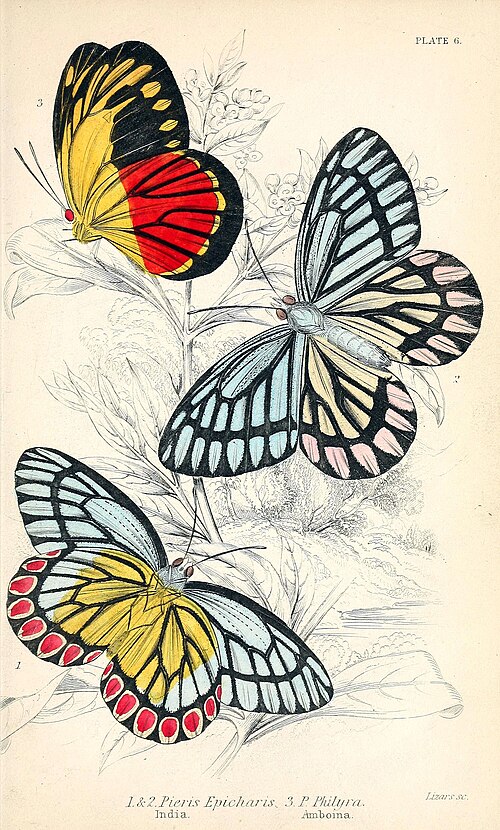 Plate 6. 1. & 2. Pieris Epicharis. India. 3. P. Philyra. Amboina.