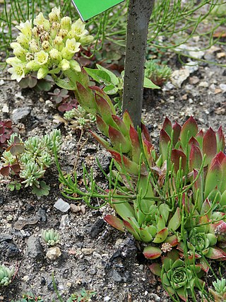 <i>Jovibarba heuffelii</i> Species of succulent