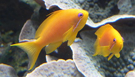 The sea goldie is an anthias. They are hermaphrodite, and swim in "harems".