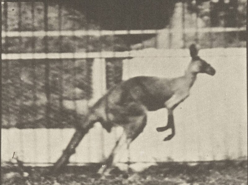 File:Kangaroo jumping (rbm-QP301M8-1887-752a~01).jpg