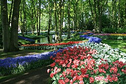 Keukenhof 340.JPG