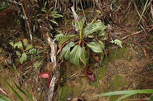 Kinabalu N. x kinabaluensis 9.jpg