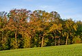 Kirchardt - Haftenwald - SW-Rand - markante Bäume beim Hohlweg (2)