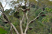 Arbre à miel, Koompassia excelsa, avec de nombreux nids