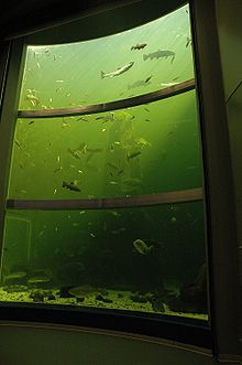 The big aquarium of the Maretarium Kotka maretarium inside.jpg