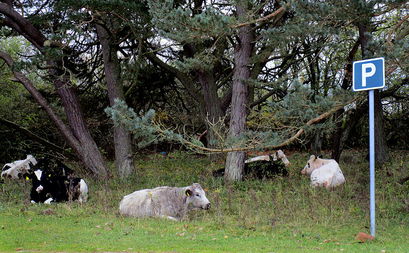 File:Koviks kapell (10) Gotland.jpg