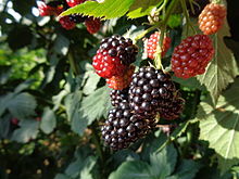 Cultivated blackberries at various stages of ripeness: unripe (pale), ripening (red), and ripe (black) Kupine dozrijevaju na stabljici (Croatia).3.jpg