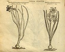 N. poeticus, Matthias de l'Obel Icones stirpium 1591 L'Obel Icones Stirpium 112.jpg