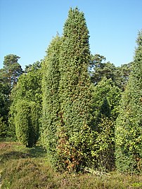 Heide bei Niederhaverbeck, Wacholder (Juniperus communis)