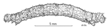 H. megaspilata larva. LEPI Geometridae Homodotis megaspilata larva.png