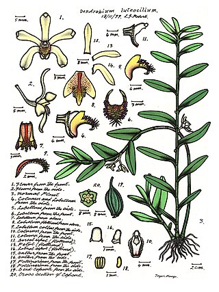 <i>Dendrobium pruinosum</i> Species of orchid