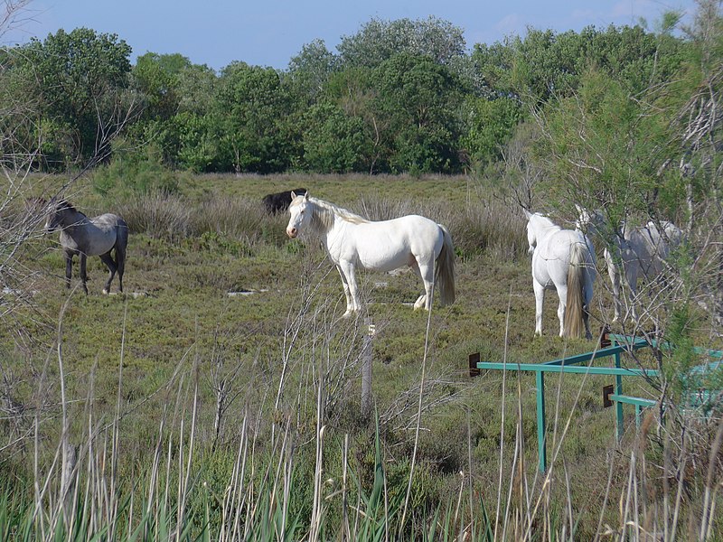 File:La camargue en cinq clichés, l'eau, le riz, les chevaux, les taureaux, les flamands 03.jpg