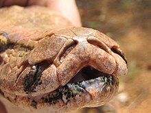 Pythonidae - Wikipedia