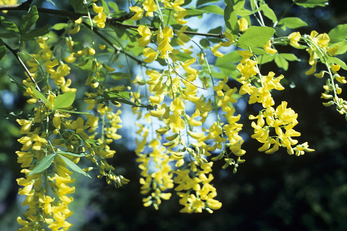 Бобовый куст 4. Бобовник золотой. Laburnum Watereri Vossii. Карагана древовидная. Бобовник золотой дождь.