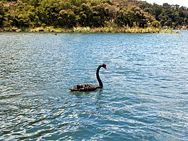 Černá labuť na jezeře Rotomahana