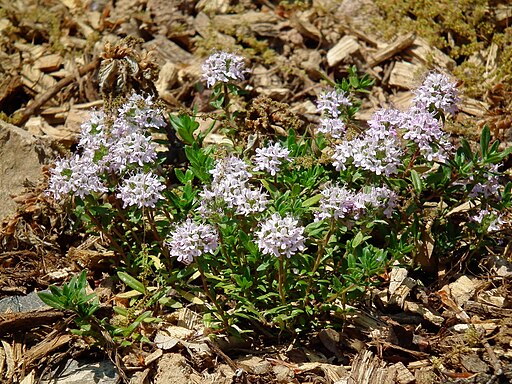 Langstängel-Thymian 2011