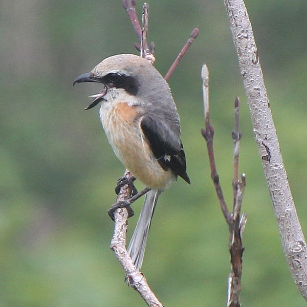 File:Lanius bucephalus (male singing).JPG