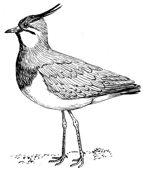 File:Lapwing (PSF).png