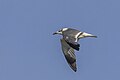 * Nomination Laughing gull (Leucophaeus atricilla) --Charlesjsharp 08:25, 20 April 2023 (UTC) * Promotion  Support Good quality. --Achim Raschka 05:11, 21 April 2023 (UTC)