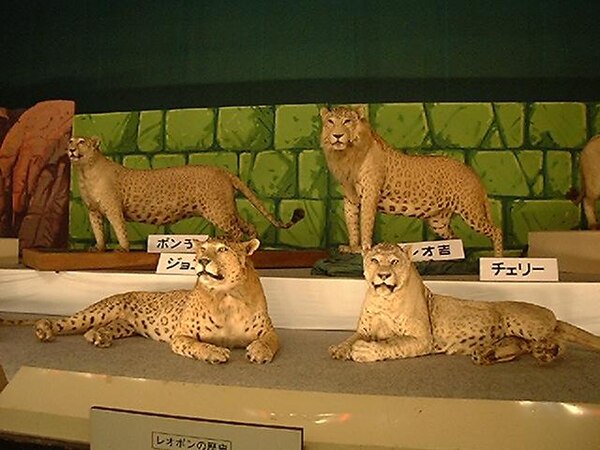 A group of taxidermied leopons