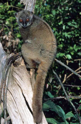 Lepilemur sahamalaza