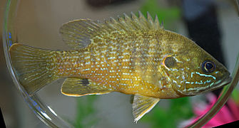 Lepomis cyanellus, green sunfish