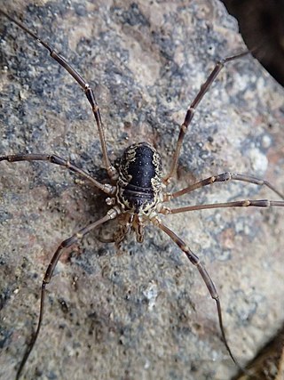 <i>Leptobunus</i> Genus of harvestmen/daddy longlegs