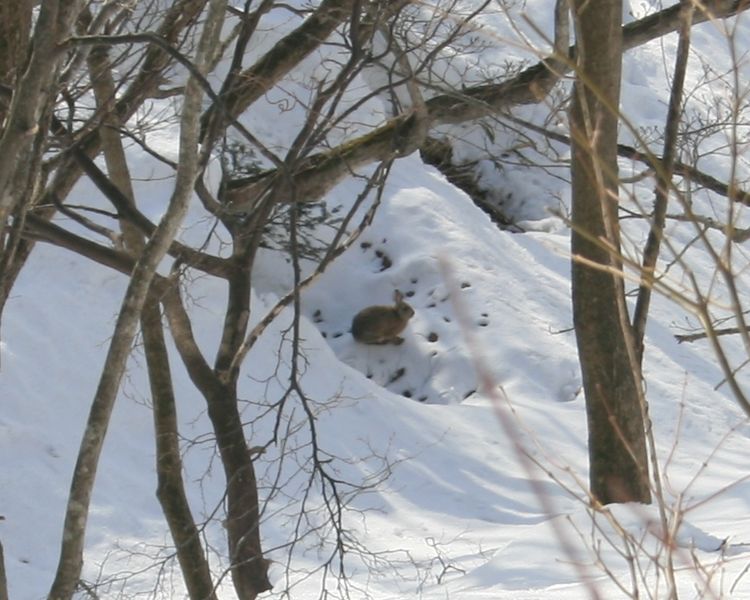 File:Lepus brachyurus in Mount Ibuki.JPG