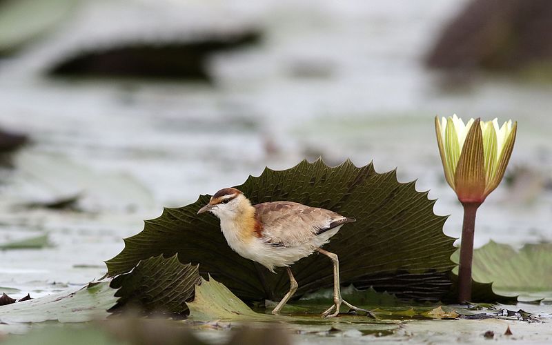 File:Lesser Jacana, Microparra capensis, Chobe River, Botswana (31403542283).jpg