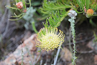 <i>Leucospermum lineare</i> Shrub in the family Proteaceae from the Western Cape of South Africa