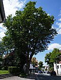 Lichtenau - Sycamore maple on Langen Strasse.jpg