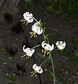 Lilium martagon (Caprifoliaceae) Martagon