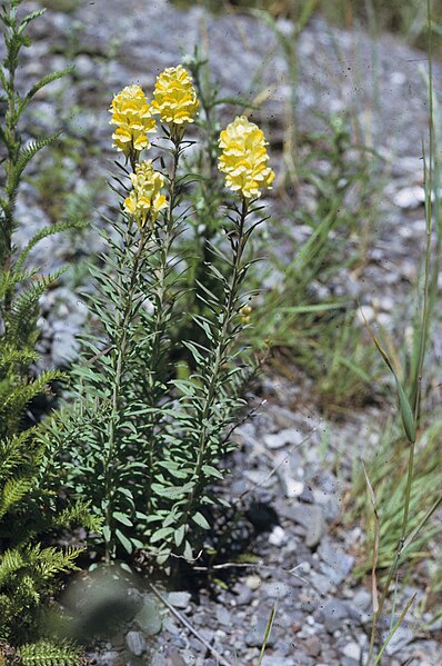 File:Linaria vulgaris 15-p.bot-lina.vulgar-20.jpg