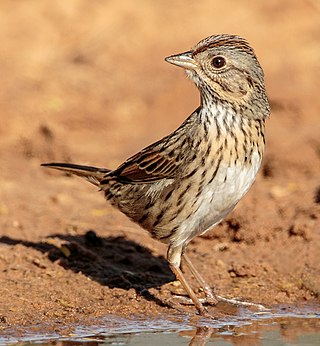 <span class="mw-page-title-main">Lincoln's sparrow</span> Species of bird