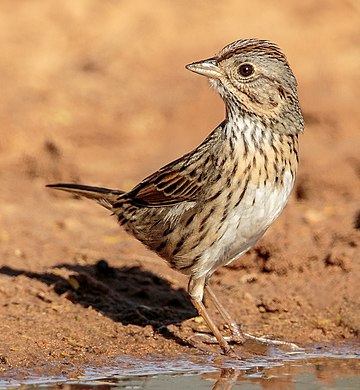 Lincoln's sparrow