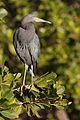 * Nomination A little blue heron perching on a tree. Dori 02:53, 25 February 2010 (UTC) * Promotion Good -- Archaeodontosaurus 06:39, 25 February 2010 (UTC)