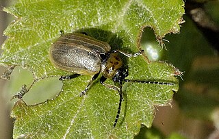 <i>Lochmaea caprea</i> Species of beetle