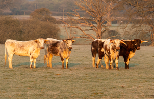 English Longhorns (2021)