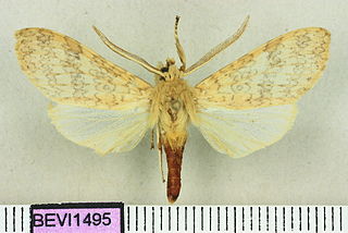 <i>Lophocampa secunda</i> species of insect
