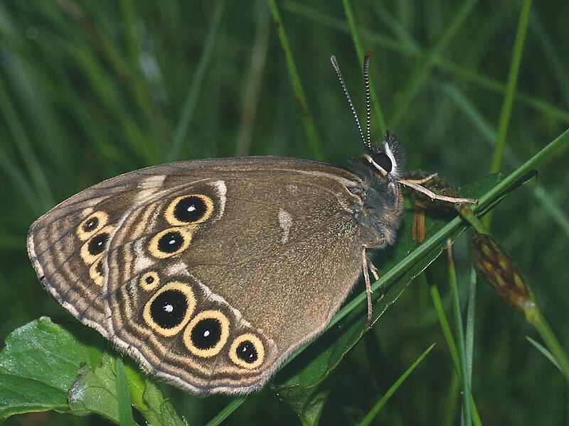 File:Lopinga achine - Woodland brown - Крупноглазка (41165142421).jpg