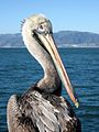 Pelican in Los Angeles, California