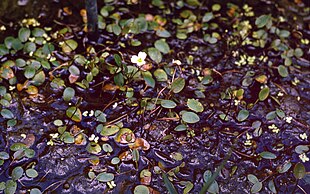 Almindelig Vandranke (Luronium natans). Foto: Christian Fischer