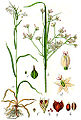 Luzula luzuloides (as syn. Luzula angustifolia) vol. 1 - plate 21 in: Jacob Sturm: Deutschlands Flora in Abbildungen (1796)