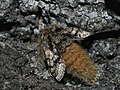 Lycia hirtaria ♂ - Brindled beauty (male) - Пяденица-шелкопряд бурополосая (самец) (39117611130).jpg
