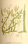 Lycopodium clavatum-annotinum nf.jpg