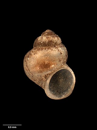 <i>Opacuincola dulcinella</i> Species of mollusc