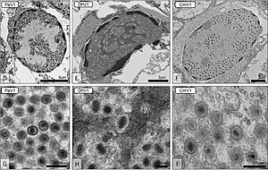 Nucleocytoviricota: Genom, Wirte, Vermehrungszyklus