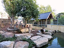 Monkey enclosure Macaque monkey enclosure in City Park Launceston March 2015.jpg