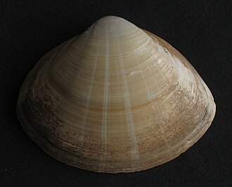 One valve of Mactra stultorum from Wales Mactra corallina Trogmuschel.jpg